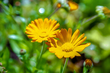 Calendula flowers on a green natural background

