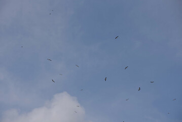 Flock of birds flying in blue sky, migration concept