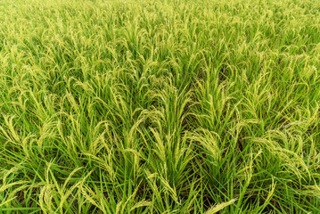 Lush green rice paddy field, agriculture concept