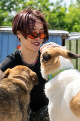Dog in the shelter. Animal shelter volunteer takes care of dogs.