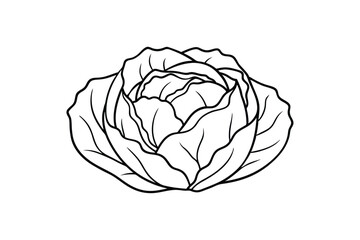 Line art illustration of a cabbage.eps