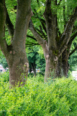 Fraxinus excelsior, known as the ash, or European ash or common ash, along street in the Netherlands