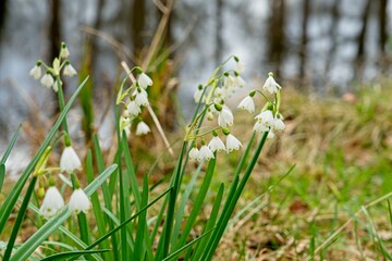 Galanthus or Snowdrop are perennial petaloid herbaceous bulbous (growing from bulbs) monocot plants