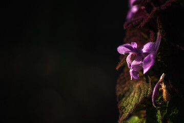 
PURPLE DEAD-NETTLE- Beautiful blossom plants in the meadow
