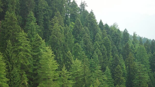 4K Landscape shot of Pine tree forest above the Himalayan mountain peak during the summer season as seen from Nathan village near Manali in Himachal Pradesh, India. Pine trees on the mountains.