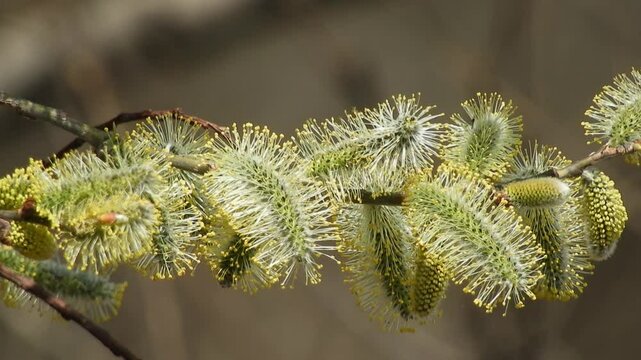 [4K] Goat Willow (Salix caprea) Catkins Blooming on a Riverbank: Fuzzy Silvery Flowers in Early Spring 【4K】早春の川縁に咲くバッコヤナギ（山猫柳）：学名 Salix caprea の銀色に輝くふわふわした花穂 撮影日：20250412-1