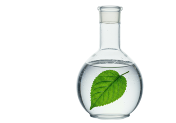 Isolated Round Bottom Flask with Water and Green Leaf
