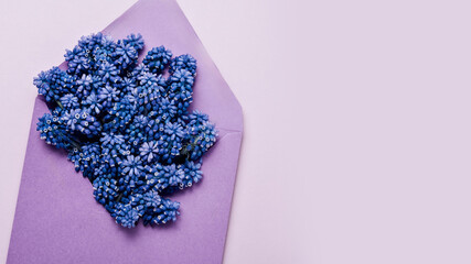 Greeting Card Background with Muscari Flowers. Flat lay of vibrant blue muscari flowers arranged in a purple envelope on a pastel pink background with empty copy space
