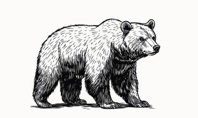 Ink Hand-Drawn Bear Mascot Illustration in Engraving Style Vector Art