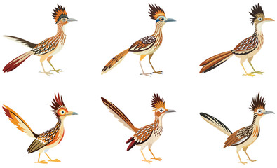Set of Roadrunner bird isolated on white background