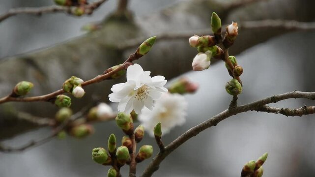 【桜・樹木】子福桜：Cerasus 'Kobuku-zakura' 250410-1