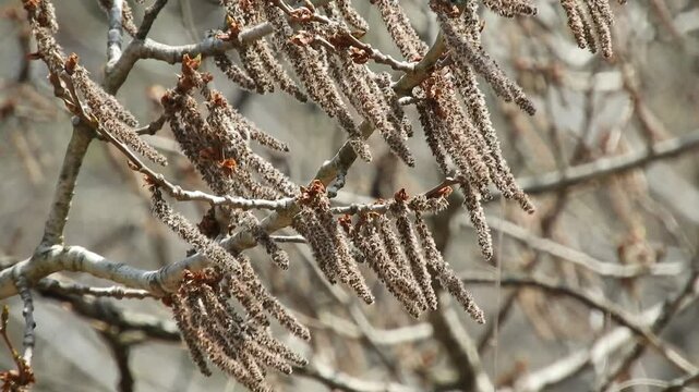  Japanese Aspen Catkins Swaying in the Early Spring Breeze: Populus tremula var. sieboldii against Blue Sky 早春の空になびくヤマナラシ（山鳴らし）の花穂：風に揺れる Populus tremula var. sieboldii の映像 撮影日：20250412-1