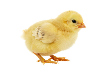 Obraz premium Isolated Small Yellow Chick Standing