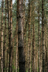 Trunks of pine trees in a forest near Elspeet in The Netherlands