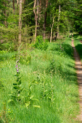 Digitalis growing next to track in a forest near Elspeet in The Netherlands.