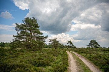 Track with pine trees on Elspeetse heide (heath) near Elspeet in The Netherlands