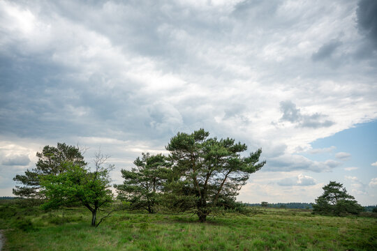 Track with pine trees on Elspeetse heide (heath) near Elspeet in The Netherlands