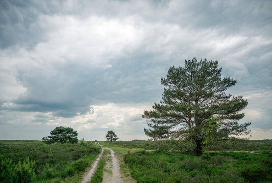Track with pine trees on Elspeetse heide (heath) near Elspeet in The Netherlands