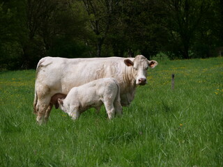 Vache charolaise, veau sous la m&egrave;re