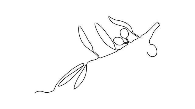 abstract olive tree branch with olives, Self drawing animation one continuous line draw, logo