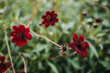 Cosmos atrosanguineus also known as chocolate cosmos black cosmos and blood cosmos with deep red flowers. Associated with ornamental gardening fragrance biodiversity and pollinator support © irissca