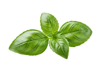 Isolated Fresh Green Basil Leaves