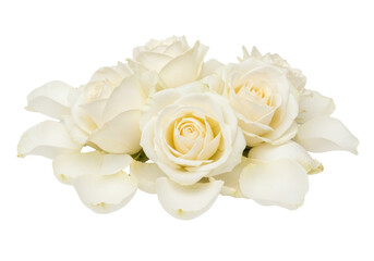 Isolated Pile of Cream White Roses