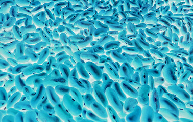 Pattern of Primitive Oval Cells Detailed View. Colony of Tiny Organic Forms Under Microscope
