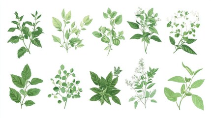Collection of various herbs and flowering plants.