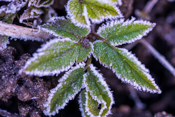 Frost-Rimmed Green Leaves in Stunning Macro Detail. The Delicate Ice Crystals Form Perfect White Outlines Around Each Leaf Edge Creating a Natural Lace-like Pattern in the Cold Garden Environment.