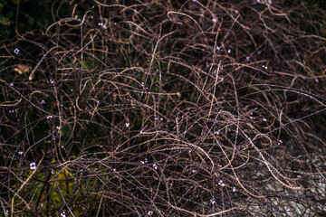 Verbena officinalis also known as vervain holy herb and enchanter's plant with delicate purple flowers on wiry stems. Associated with folk medicine spirituality biodiversity and pollinator habitats