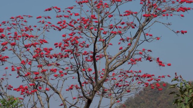 Indian coral tree,Erythrina orientalis red flowers blooming in spring forest near Dehradun city, Uttarakhand, India.
