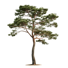  Pine fir tree isolated on white background