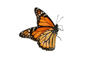 Isolated Monarch Butterfly with Ornate Wing Pattern