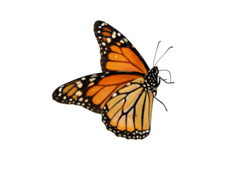 Isolated Monarch Butterfly with Ornate Wing Pattern