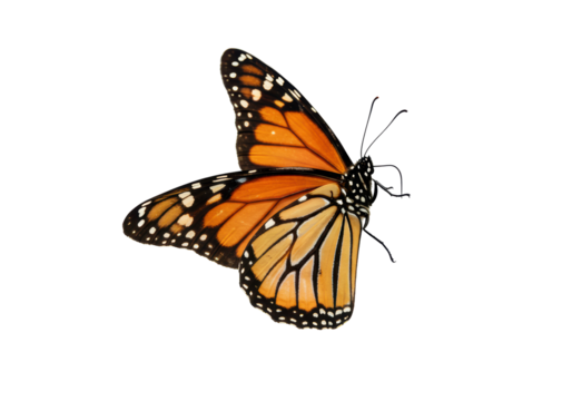 Isolated Monarch Butterfly with Ornate Wing Pattern