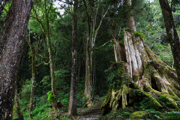 Ancient tree stump in lush green forest trail