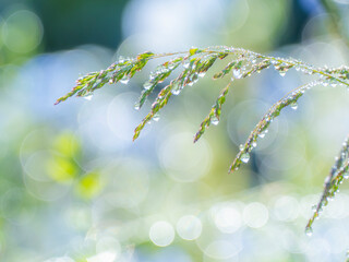雨上がりに輝く水滴の様子。