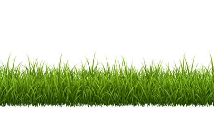 Fresh green grass strip isolated on white background showing lawn element used for gardening, environment, landscaping or natural design visuals in projects or backgrounds