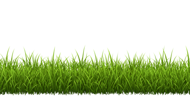 Fresh green grass strip isolated on white background showing lawn element used for gardening, environment, landscaping or natural design visuals in projects or backgrounds