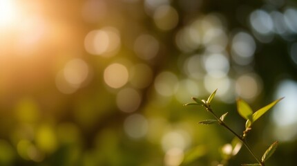 yellow leaves on a sunny day