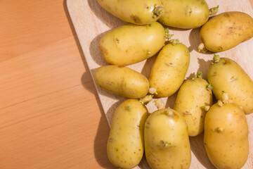 Natural potato sprouting with visible green leaves