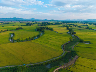 Obraz premium Aerial view golden rice plantation field mountain background