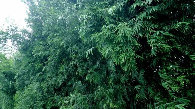 Bamboo Wind 12