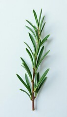 Fototapeta premium A delicate sprig of rosemary on a snowy white background, charm, rustic