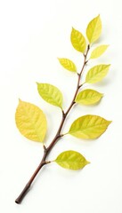 Naklejka premium Branch with small yellow leaves and twigs isolated on white background, , greens, photography