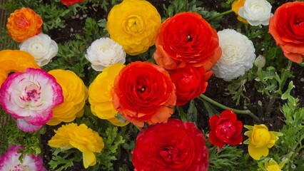 Colorful ranunculus flowers blooming in vivid red, yellow, white, and pink hues, creating a vibrant spring garden scene perfect for floral backgrounds, nature themes, and seasonal designs.