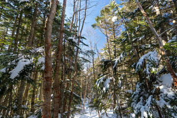 Tateshina mountain at the north edge of the Yatsu-gatake mountains
