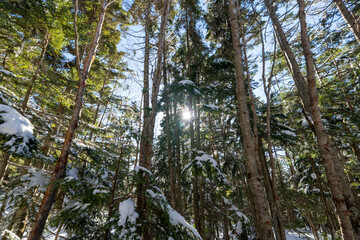 Tateshina mountain at the north edge of the Yatsu-gatake mountains