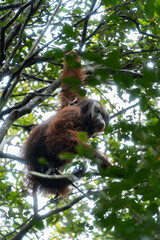 Orangutan swinging in the jungle of borneo